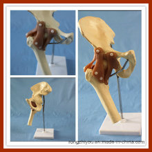 Deluxe Functional Hip Joint Trainging Model